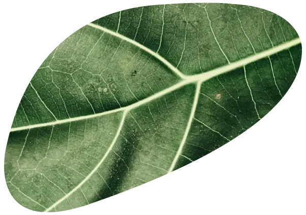 Foto macro da superfície de uma folha verde, mostrando em detalhe a nervura central e as veias mais finas.